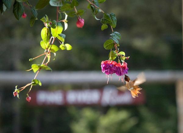 Pine River Ranch B&B Lake Wenatchee Εξωτερικό φωτογραφία